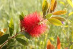 Callistemon citrinus_b_resize.JPG