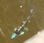 Notropis chrosomus_c_resize.JPG