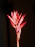 stenorrhynchos speciosum 54.JPG