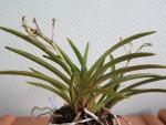 neofinetia falcata.jpg