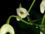 Dendrobium x Delicatum 32.JPG