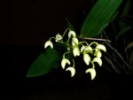Dendrobium x Delicatum 31.JPG