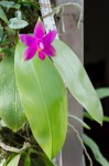 Phalaenopsis violacea, vyvázaný.jpg