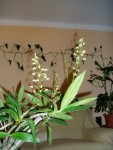 Dendrobium x Delicatum 30.JPG