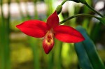 Phragmipedium1.jpg