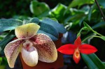 Phragmipedium2.jpg