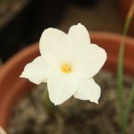 Zephyranthes drummondii_a_resize.JPG