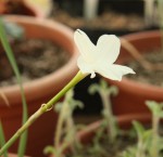 Zephyranthes drummondii_b_resize.JPG