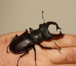 Lucanus cervus_resize.JPG