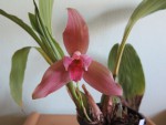 lycaste hybrid.jpg