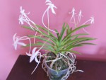 neofinetia falcata.jpg