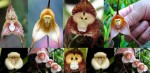 opička orchidej.jpg