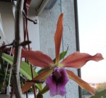 L. tenebrosa.JPG
