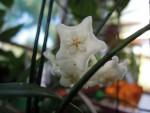 Hoya siamica, detail.jpg