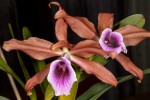 Laelia-tenebrosa_3468_150702-web.jpg