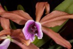 Laelia-tenebrosa_3470_150702-web.jpg