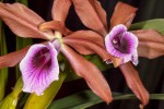 Laelia-tenebrosa_3471_150702-web.jpg