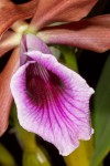 Laelia-tenebrosa_3472_150702-web.jpg