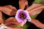 Laelia-tenebrosa_3473_150702-web.jpg