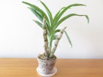 cycnoches chlorochilon.jpg