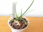 encyclia bractescens.jpg