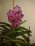 vanda1a.jpg