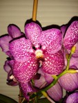 vanda2a.jpg