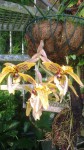 Stanhopea  -  koupena jako hernandezii 2.jpg