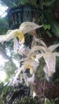 Stanhopea panamensis.jpg