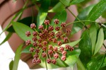 Hoya bilobata tsangii.jpg