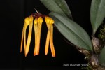 IMG_0640  Bulb. thaiorum , yellow,.jpg