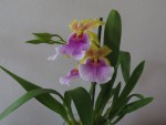 miltonia sunset.jpg