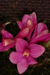 IMG_0684  Dendr. laevifolium pink.jpg