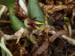 Bulbophyllum_membranaceum_15-6702-web.jpg