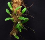 Bulbophyllum pardalotum.jpg