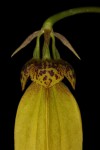 IMG_0690  Bulb. thiurum.jpg