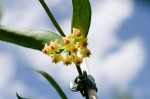 Hoya pandurata.jpg