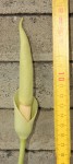 Amorphophallus brevispathus AGA_1729_01_g_resize.JPG