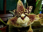 orchideje 23379.jpg