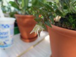 Epidendrum porpax.jpg