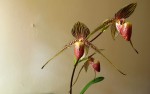 Paphiopedilum rothschildianum.jpg