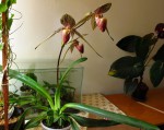 Paphiopedilum rothschildianum-.jpg