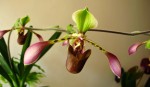 Paphiopedilum lowii -.jpg