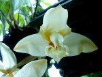 orchideje 23434.jpg