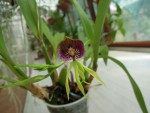 Encyclia cochleata.jpg