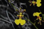 Oncidium sp..jpg