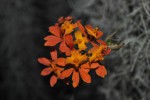 Epidendrum radicans.jpg