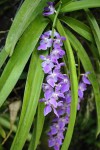 Rhynchostylis rosea.jpg