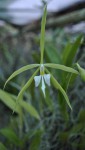 Epidendrum oerstedii.jpg