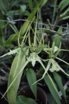 Brassia maculata.jpg